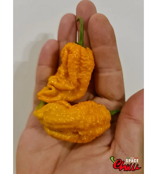 Naga Boom Senape F5 (10+ Seeds)