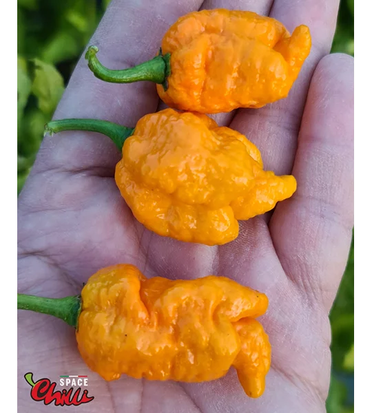 Naga Boom Senape F5 (10+ Seeds)