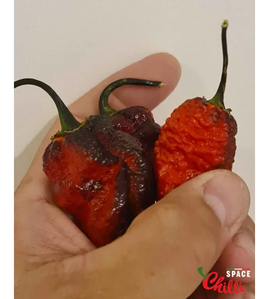 OVERKILL F4 (10+ Seeds)