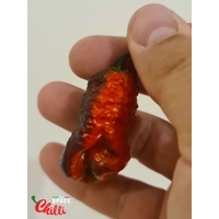 OVERKILL F4 (10+ Seeds) OVERKILL F4 (10+ Seeds)