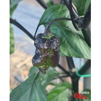 OVERKILL F4 (10+ Seeds) OVERKILL F4 (10+ Seeds)