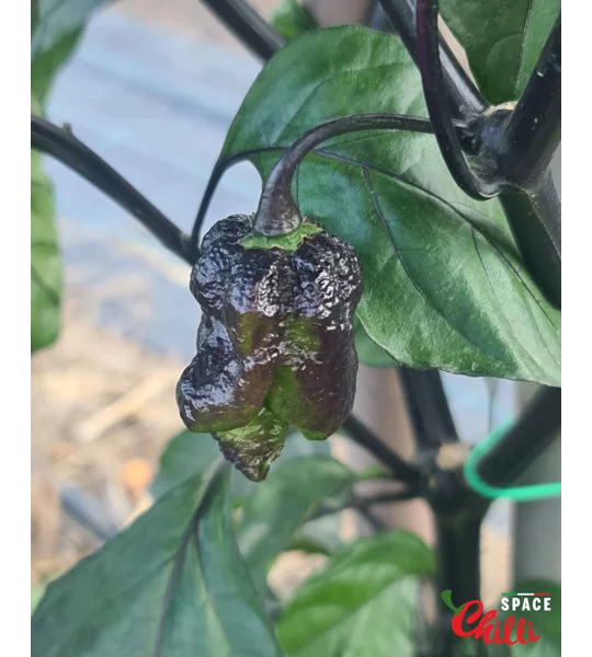 OVERKILL F4 (10+ Seeds)