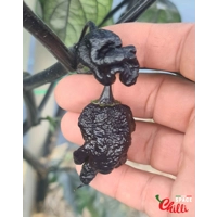 OVERKILL F4 (10+ Seeds) OVERKILL F4 (10+ Seeds)