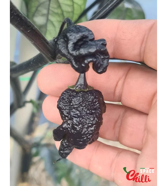 OVERKILL F4 (10+ Seeds)