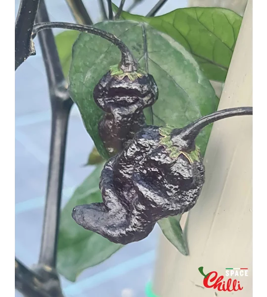 OVERKILL F4 (10+ Seeds)