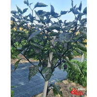 OVERKILL F4 (10+ Seeds) OVERKILL F4 (10+ Seeds)