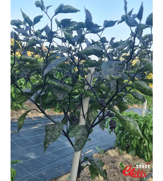 OVERKILL F4 (10+ Seeds)