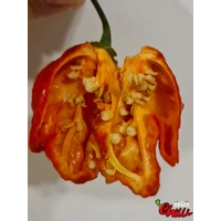 OVERKILL F4 (10+ Seeds) OVERKILL F4 (10+ Seeds)