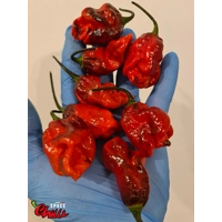 OVERKILL F4 (10+ Seeds) OVERKILL F4 (10+ Seeds)