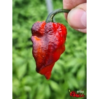 OVERKILL F4 (10+ Seeds) OVERKILL F4 (10+ Seeds)