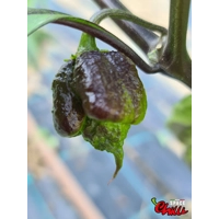 OVERKILL F4 (10+ Seeds) OVERKILL F4 (10+ Seeds)