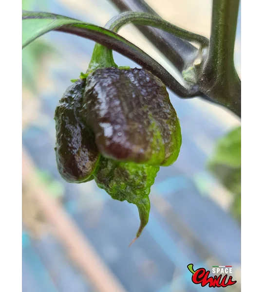 OVERKILL F4 (10+ Seeds)