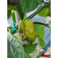 OVERKILL F4 (10+ Seeds) OVERKILL F4 (10+ Seeds)