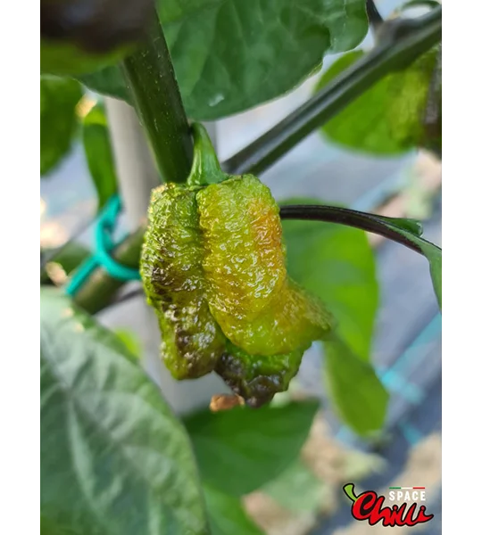 OVERKILL F4 (10+ Seeds)