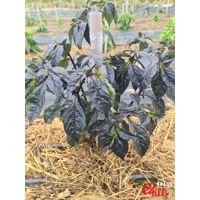 Pandemonio F2 (10+ Seeds) Pandemonio F2 (10+ Seeds)