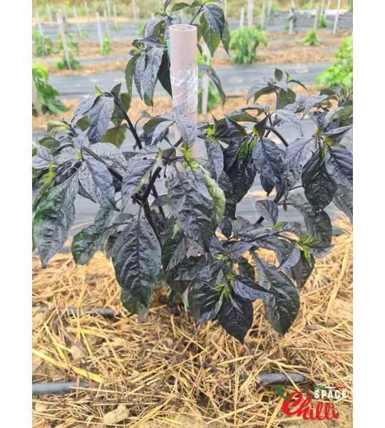 Pandemonio F2 (10+ Seeds)