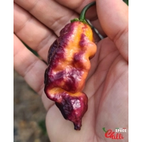 Pandemonio F2 (10+ Seeds) Pandemonio F2 (10+ Seeds)