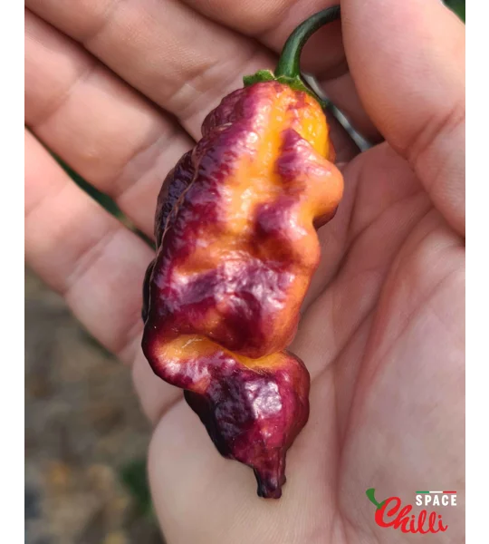 Pandemonio F2 (10+ Seeds)