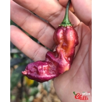 Pandemonio F2 (10+ Seeds) Pandemonio F2 (10+ Seeds)