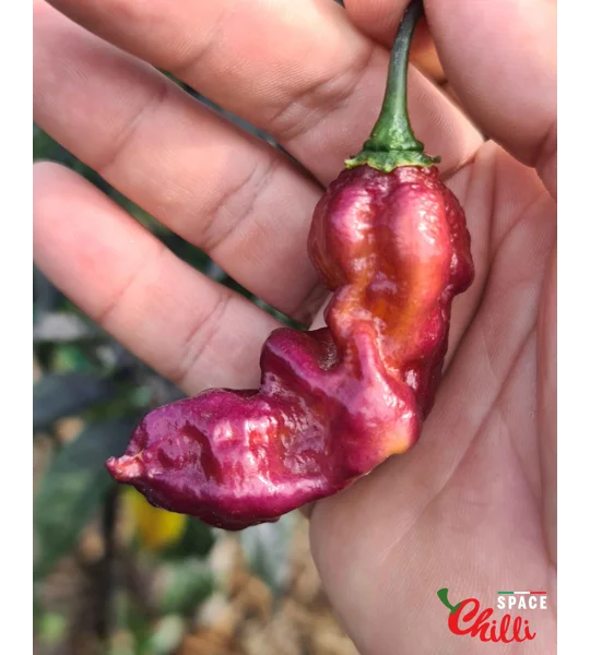 Pandemonio F2 (10+ Seeds)