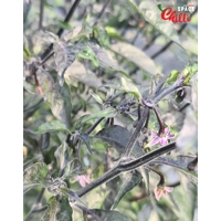 Pandemonio F2 (10+ Seeds) Pandemonio F2 (10+ Seeds)