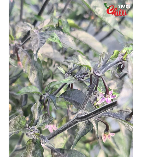 Pandemonio F2 (10+ Seeds)