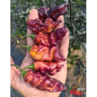 Pandemonio F2 (10+ Seeds) Pandemonio F2 (10+ Seeds)