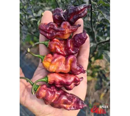 Pandemonio F2 (10+ Seeds)