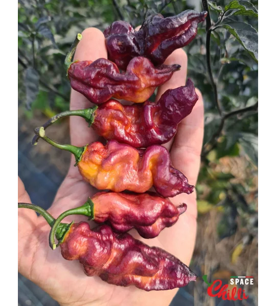Pandemonio F2 (10+ Seeds)