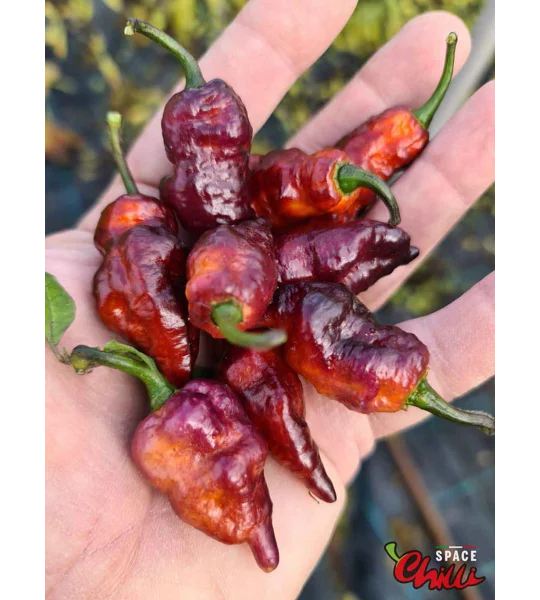 Pandemonio F2 (10+ Seeds)
