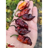 Pandemonio F2 (10+ Seeds) Pandemonio F2 (10+ Seeds)