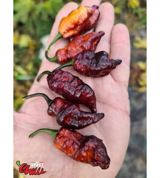 Pandemonio F2 (10+ Seeds)