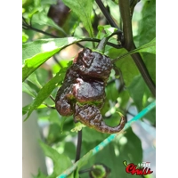 Freedom F3 (10+ Seeds) Freedom F3 (10+ Seeds)