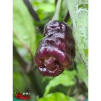 Pandemonio F2 (10+ Seeds) Pandemonio F2 (10+ Seeds)
