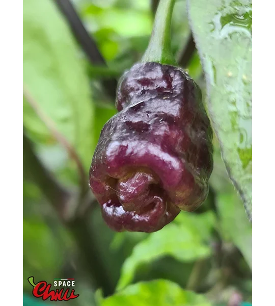 Pandemonio F2 (10+ Seeds)