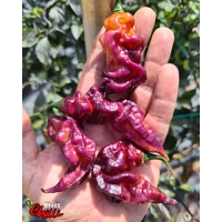 Pandemonio F2 (10+ Seeds) Pandemonio F2 (10+ Seeds)