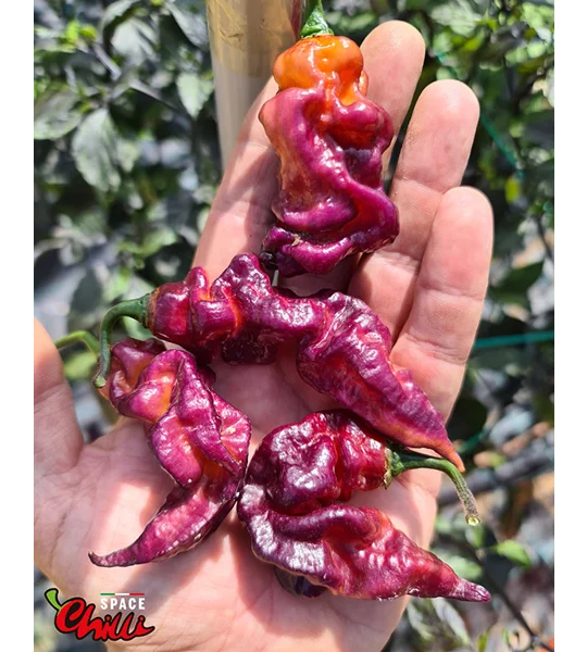 Pandemonio F2 (10+ Seeds)