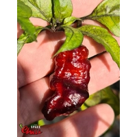 Pandemonio F2 (10+ Seeds) Pandemonio F2 (10+ Seeds)