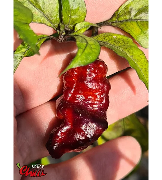 Pandemonio F2 (10+ Seeds)
