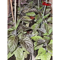 Pandemonio F2 (10+ Seeds) Pandemonio F2 (10+ Seeds)