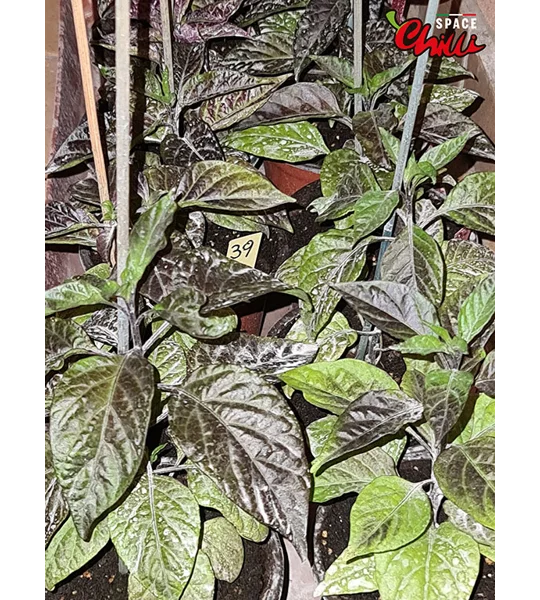 Pandemonio F2 (10+ Seeds)