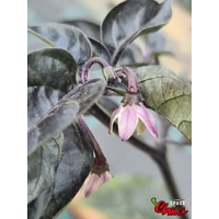 Pandemonio F2 (10+ Seeds) Pandemonio F2 (10+ Seeds)