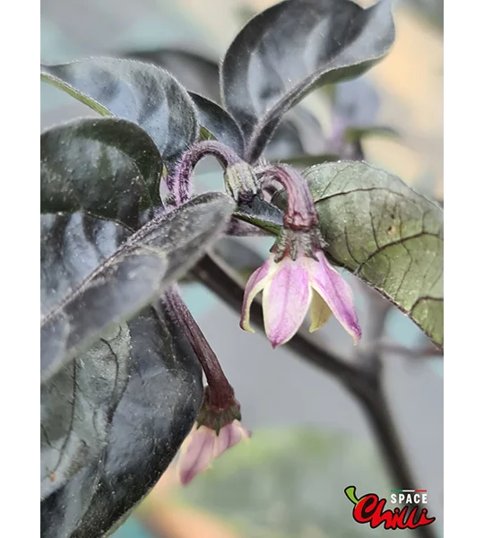 Pandemonio F2 (10+ Seeds)