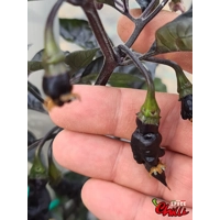 Pandemonio F2 (10+ Seeds) Pandemonio F2 (10+ Seeds)