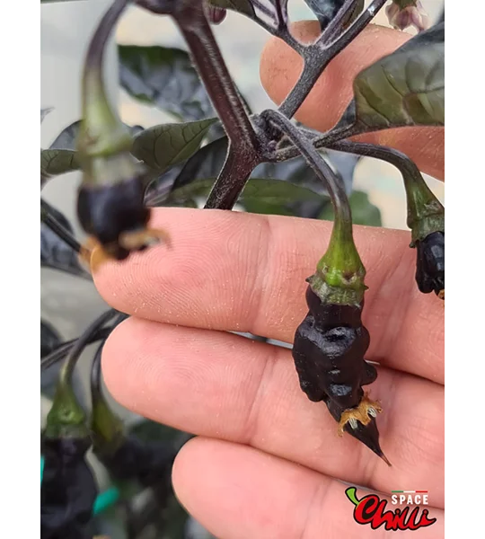 Pandemonio F2 (10+ Seeds)