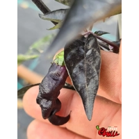 Pandemonio F2 (10+ Seeds) Pandemonio F2 (10+ Seeds)