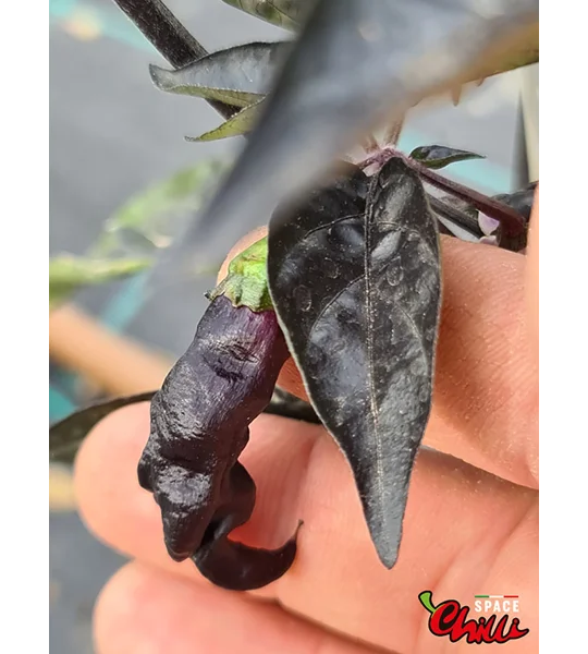 Pandemonio F2 (10+ Seeds)