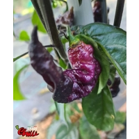 Pandemonio F2 (10+ Seeds) Pandemonio F2 (10+ Seeds)