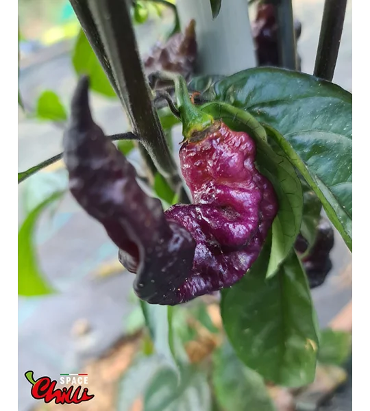 Pandemonio F2 (10+ Seeds)