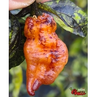 Pandemonio F2 (10+ Seeds) Pandemonio F2 (10+ Seeds)